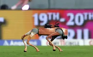 BCCI Sued For Naming IPL Robotic Dog After 'Champak'