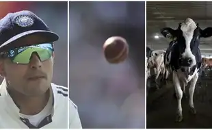 Explained: Why Dukes Balls Are Failing in IND vs ENG Tests and The Cow Connection